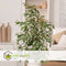 Plant in a Box - Ficus Benjamina Twilight - Echte Kamerplant Groot - Pot 21cm - Hoogte 100-110cm
