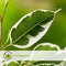 Plant in a Box - Ficus Benjamina Twilight - Echte Kamerplant Groot - Pot 21cm - Hoogte 100-110cm