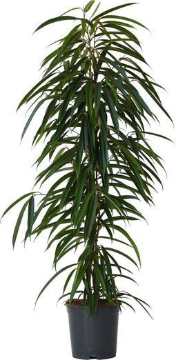 Plant in a Box - Ficus Binnendijckii Alii - Echte Kamerplant Groot - Vioolplant - Pot 21cm - Hoogte 100-110cm