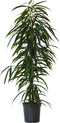 Plant in a Box - Ficus Binnendijckii Alii - Echte Kamerplant Groot - Vioolplant - Pot 21cm - Hoogte 100-110cm