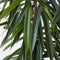 Plant in a Box - Ficus Binnendijckii Alii - Echte Kamerplant Groot - Vioolplant - Pot 21cm - Hoogte 100-110cm