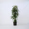 Plant in a Box - Ficus Binnendijckii Alii - Echte Kamerplant Groot - Vioolplant - Pot 21cm - Hoogte 100-110cm