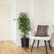 Plant in a Box - Ficus Binnendijckii Alii - Echte Kamerplant Groot - Vioolplant - Pot 21cm - Hoogte 100-110cm