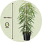 Plant in a Box - Ficus Binnendijckii Alii - Echte Kamerplant Groot - Vioolplant - Pot 21cm - Hoogte 100-110cm