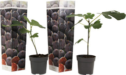 Plant in a Box - Ficus Carica - Set van 2 - Winterharde Vijgenboom - Pot 9cm - Hoogte 25-40cm