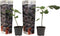 Plant in a Box - Ficus Carica - Set van 2 - Winterharde Vijgenboom - Pot 9cm - Hoogte 25-40cm
