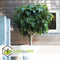 Plant in a Box - Ficus Carica - Set van 2 - Winterharde Vijgenboom - Pot 9cm - Hoogte 25-40cm