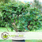 Plant in a Box - Ficus Carica - Set van 2 - Winterharde Vijgenboom - Pot 9cm - Hoogte 25-40cm