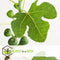 Plant in a Box - Ficus Carica - Set van 2 - Winterharde Vijgenboom - Pot 9cm - Hoogte 25-40cm