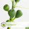Plant in a Box - Ficus Carica - Set van 2 - Winterharde Vijgenboom - Pot 9cm - Hoogte 25-40cm