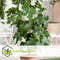 Plant in a Box - Ficus Carica - Set van 2 - Winterharde Vijgenboom - Pot 9cm - Hoogte 25-40cm
