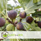 Plant in a Box - Ficus Carica - Set van 2 - Winterharde Vijgenboom - Pot 9cm - Hoogte 25-40cm
