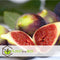 Plant in a Box - Ficus Carica - Set van 2 - Winterharde Vijgenboom - Pot 9cm - Hoogte 25-40cm