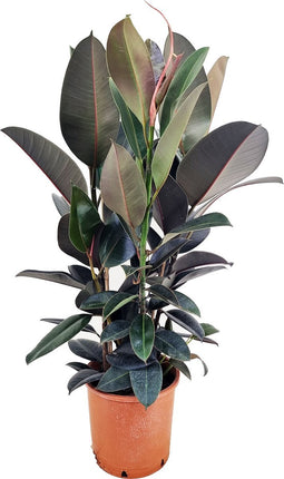 Plant in a Box - Ficus Elastica Abidjan - 'Rubberboom' - Luchtzuiverende kamerplant - Pot 24cm - Hoogte 75-100cm