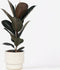 Plant in a Box - Ficus Elastica Abidjan - 'Rubberboom' - Luchtzuiverende kamerplant - Pot 24cm - Hoogte 75-100cm