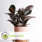 Plant in a Box - Ficus Elastica Abidjan - 'Rubberboom' - Luchtzuiverende kamerplant - Pot 24cm - Hoogte 75-100cm