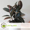 Plant in a Box - Ficus Elastica Abidjan - 'Rubberboom' - Luchtzuiverende kamerplant - Pot 24cm - Hoogte 75-100cm