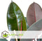 Plant in a Box - Ficus Elastica Abidjan - 'Rubberboom' - Luchtzuiverende kamerplant - Pot 24cm - Hoogte 75-100cm