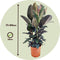 Plant in a Box - Ficus Elastica Abidjan - 'Rubberboom' - Luchtzuiverende kamerplant - Pot 24cm - Hoogte 75-100cm