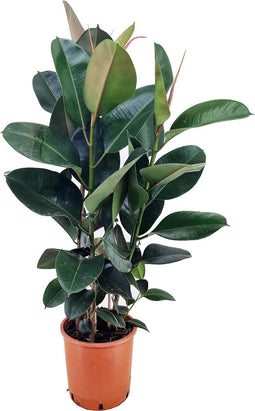 Plant in a Box - Ficus Elastica Robusta - Rubberboom - Luchtzuiverende kamerplant - Pot 24cm - Hoogte 75-100cm