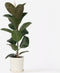 Plant in a Box - Ficus Elastica Robusta - Rubberboom - Luchtzuiverende kamerplant - Pot 24cm - Hoogte 75-100cm