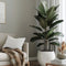 Plant in a Box - Ficus Elastica Robusta - Rubberboom - Luchtzuiverende kamerplant - Pot 24cm - Hoogte 75-100cm