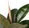 Plant in a Box - Ficus Elastica Robusta - Rubberboom - Luchtzuiverende kamerplant - Pot 24cm - Hoogte 75-100cm