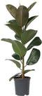 Plant in a Box - Ficus Elastica Robusta - Rubberboom - Luchtzuiverende kamerplant - Pot 24cm - Hoogte 75-100cm