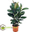 Plant in a Box - Ficus Elastica Robusta - Rubberboom - Luchtzuiverende kamerplant - Pot 24cm - Hoogte 75-100cm