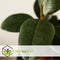 Plant in a Box - Ficus Elastica Robusta - Rubberboom - Luchtzuiverende kamerplant - Pot 24cm - Hoogte 75-100cm
