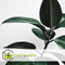 Plant in a Box - Ficus Elastica Robusta - Rubberboom - Luchtzuiverende kamerplant - Pot 24cm - Hoogte 75-100cm