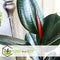 Plant in a Box - Ficus Elastica Robusta - Rubberboom - Luchtzuiverende kamerplant - Pot 24cm - Hoogte 75-100cm