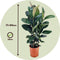 Plant in a Box - Ficus Elastica Robusta - Rubberboom - Luchtzuiverende kamerplant - Pot 24cm - Hoogte 75-100cm