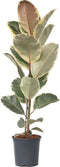 Plant in a Box - Ficus Elastica Tineke - 'Rubberboom' - Luchtzuiveredne kamerplant - Pot 24cm - Hoogte 75-100cm
