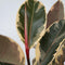 Plant in a Box - Ficus Elastica Tineke - 'Rubberboom' - Luchtzuiveredne kamerplant - Pot 24cm - Hoogte 75-100cm