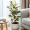 Plant in a Box - Ficus Elastica Tineke - 'Rubberboom' - Luchtzuiveredne kamerplant - Pot 24cm - Hoogte 75-100cm