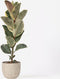 Plant in a Box - Ficus Elastica Tineke - 'Rubberboom' - Luchtzuiveredne kamerplant - Pot 24cm - Hoogte 75-100cm