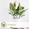 Plant in a Box - Ficus Elastica Tineke - 'Rubberboom' - Luchtzuiveredne kamerplant - Pot 24cm - Hoogte 75-100cm