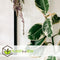 Plant in a Box - Ficus Elastica Tineke - 'Rubberboom' - Luchtzuiveredne kamerplant - Pot 24cm - Hoogte 75-100cm