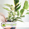 Plant in a Box - Ficus Elastica Tineke - 'Rubberboom' - Luchtzuiveredne kamerplant - Pot 24cm - Hoogte 75-100cm