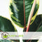 Plant in a Box - Ficus Elastica Tineke - 'Rubberboom' - Luchtzuiveredne kamerplant - Pot 24cm - Hoogte 75-100cm