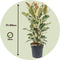 Plant in a Box - Ficus Elastica Tineke - 'Rubberboom' - Luchtzuiveredne kamerplant - Pot 24cm - Hoogte 75-100cm