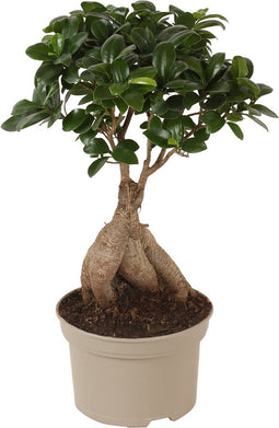 Plant in a Box - Ficus Ginseng - Japanse Bonsai Kamerplanten - Pot 12cm - Hoogte 30-40cm