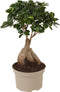 Plant in a Box - Ficus Ginseng - Japanse Bonsai Kamerplanten - Pot 12cm - Hoogte 30-40cm