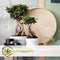 Plant in a Box - Ficus Ginseng - Japanse Bonsai Kamerplanten - Pot 12cm - Hoogte 30-40cm