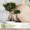 Plant in a Box - Ficus Ginseng - Japanse Bonsai Kamerplanten - Pot 12cm - Hoogte 30-40cm