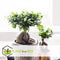 Plant in a Box - Ficus Ginseng - Japanse Bonsai Kamerplanten - Pot 12cm - Hoogte 30-40cm