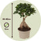 Plant in a Box - Ficus Ginseng - Japanse Bonsai Kamerplanten - Pot 12cm - Hoogte 30-40cm
