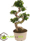 Plant in a Box - Ficus Ginseng S-Shape - Japanse Bonsai kamerplant - Pot 20cm - Hoogte 55-65cm