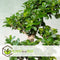 Plant in a Box - Ficus Ginseng S-Shape - Japanse Bonsai kamerplant - Pot 20cm - Hoogte 55-65cm
